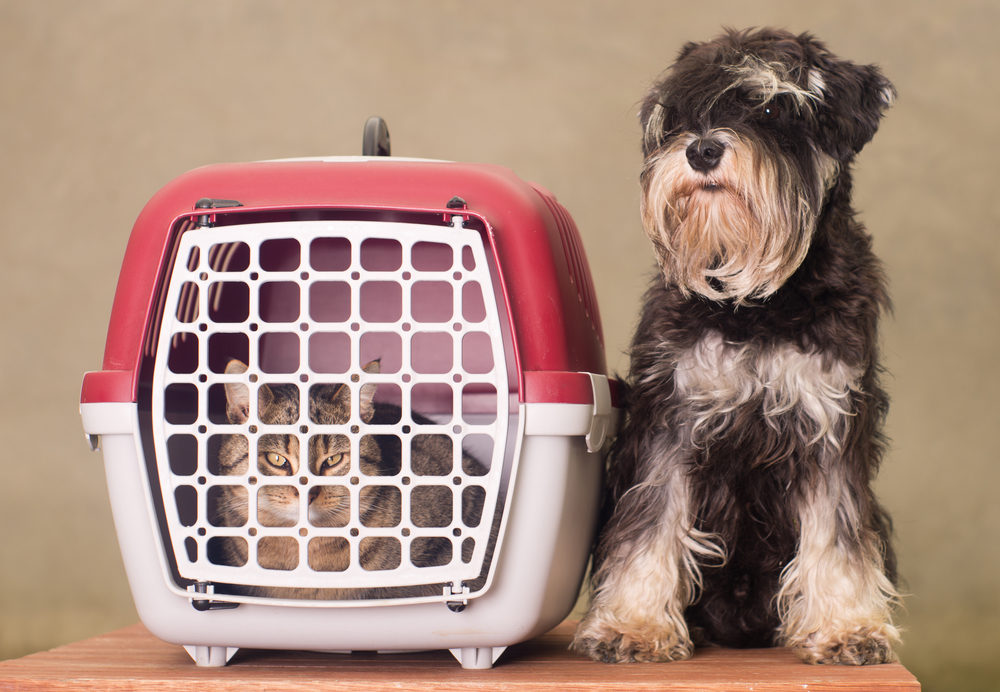 Live Animal Transport Arusha Freight Tanzania and East Africa